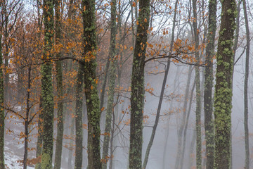Fototapeta premium Misty forest with dense fog. 