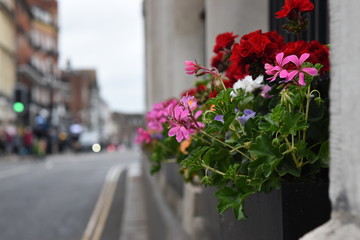 flowers on city street