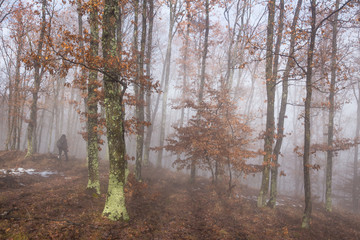 Misty forest with dense fog. 