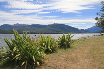 field of yellow flowers