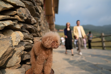 Brown poodle puppy in China 