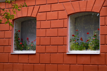 Flowers on the windowsill. City, window. Background