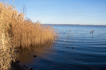 landscape and view of Lake Bolsena, province of Viterbo, Lazio, Italy