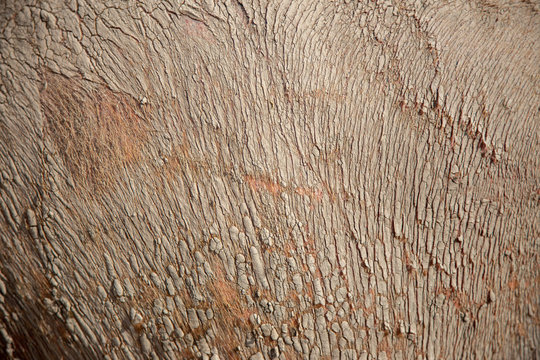abstract texture of buffalo skin with cray
