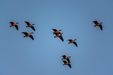 Geese in flight