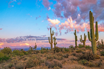 Saguaro Cactus At Sunset Time With Pink Clouds Along Hiking Trail Scottsdale, AZ.