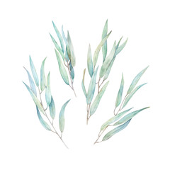 Watercolor greenery set. Hand drawn illustration with isolated eucalyptus  branch on white background
