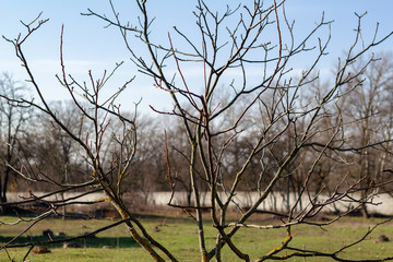 Autumn tree branch with blurry green grass