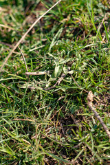 Cow droppings on green grass .copy space