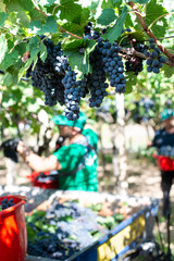 Workers picking red grapes.
