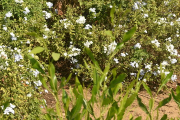 tree in the garden