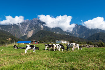 View of Mt Kinabalu with herds of cattle grazing grass on the foreground, Mount Kinabalu is the...
