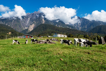 Fototapeta na wymiar View of Mt Kinabalu with herds of cattle grazing grass on the foreground, Mount Kinabalu is the highest mountain in Malaysia.