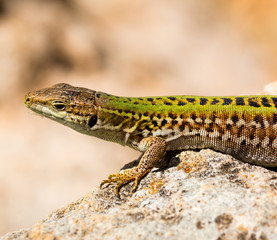 Green lizard (Reptile Podarcis Siculus)