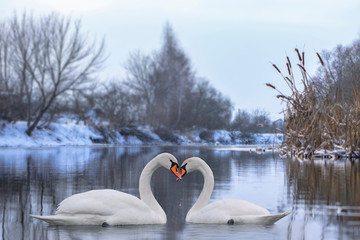 Couple of beautiful white swans wintering at river. Romantic background with birds.