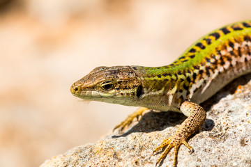 Naklejka premium Green lizard (Reptile Podarcis Siculus)