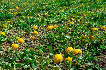 Melons in the field. Sunny day. Plantation with yellow melons in Italy.