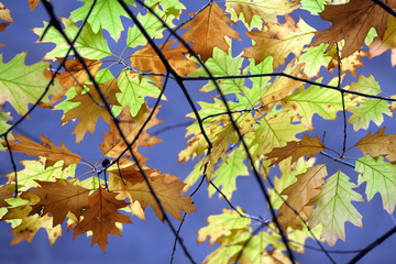 Fototapeta na wymiar Autunno , foglie colorate di alberi in un parco 
