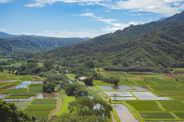 Hawaii valley landscape