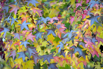 Foglie di vari colori in un bosco , autunno e cambiamento di stagione