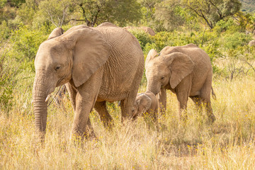 Fototapeta na wymiar Elephant ( Loxodonta Africana) herd walking by, Pilanesberg National Park, South Africa.