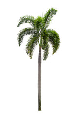 Palm trees on a separate white background.