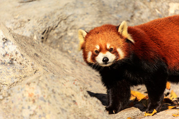 Red Panda, Firefox or Lesser Panda (Ailurus fulgens)