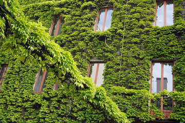 Pianta rampicante copre interamente un palazzo con finestre a Milano - edera e verde in citta'