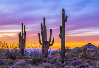Foto op Aluminium Stand van Saguaro Cactus bij zonsondergang in Arizona © Ray Redstone
