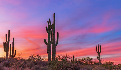 Stand of Saguaro Cactus At Sunset In Scottsdale Arizona
