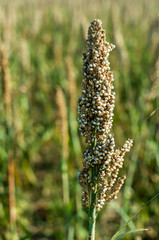 Millet plantations. Bundles of millet seeds.