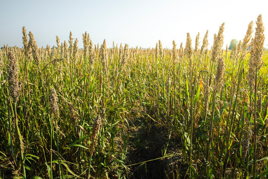 Millet plantations. Bundles of millet seeds.