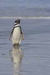 Magellanic penguin on the beach of the Falkland Islands - 303167297