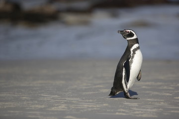 Magellanic penguin on the beach on the Falkland Islands - 303167299