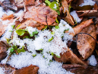 dry and green leaves under a layer of snow on a winter day