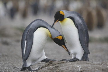 Fototapeta na wymiar King penguin mating ritual