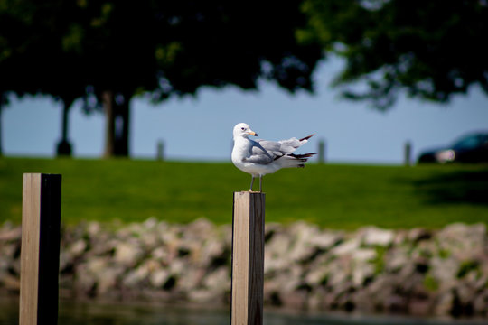 Seagull Sitting On A Post At Lake Erie East 55th Marina In Cleveland, Ohio.