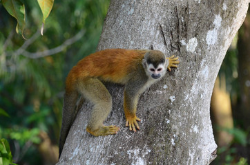 singe sapajou