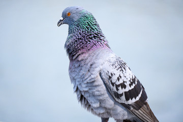 Pigeons on the street. Close up image