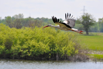 White stork in flight (Ciconia ciconia)	