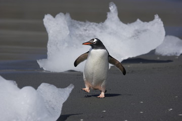 Gentoo penguin walking among ice on South Georgia Island - 303168499