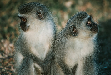 Two cute monkey brothers