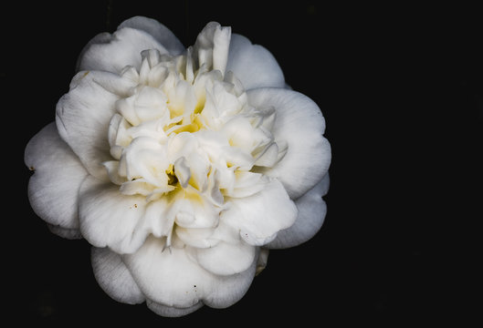 Kamelia gardenia