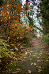 ścieżka las jesień park kolory