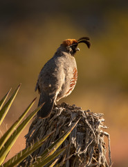 quail at dawn