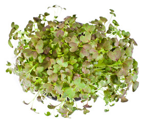 Microgreen of japanese mustard (mizuna) isolated on a white background. Top view.