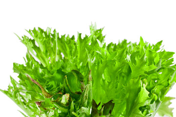 Obraz premium Fresh leaves of salanova salad isolated on a white background.