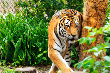 Tiger in captivity, 