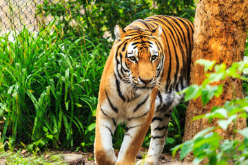 Tiger in captivity, 