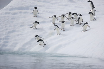 Adelie penguins rush to the sea - 303170255
